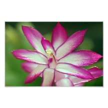 7" x 5", Kodak Professional Photo Paper (Satin)