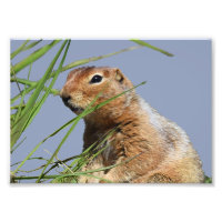 7x5 Kodak Professional Photo Paper (Satin)