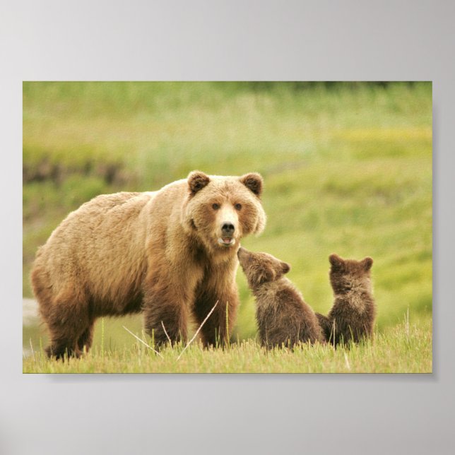 7x5  Poster  (Matte) w/ grizzly bear & cubs (Front)