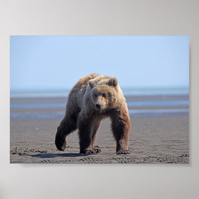 7x5  Poster Paper (Matte) of grizzly bear cub (Front)
