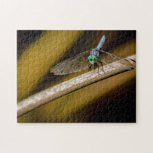 8379-Blue Dragonfly on a Reed in Pond Puzzle
