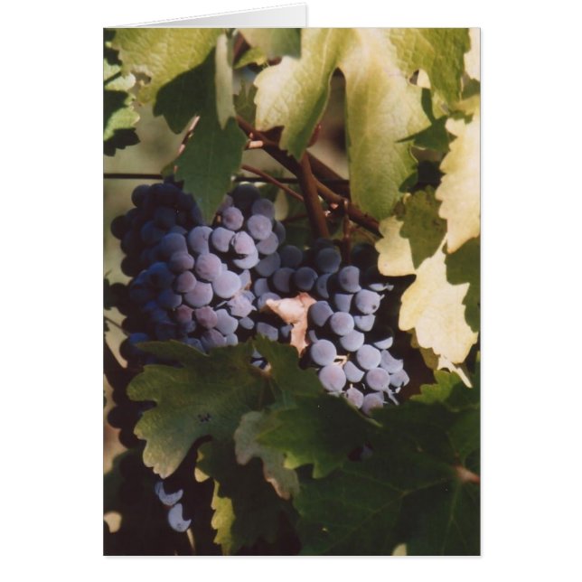 85. Sunlit Grapes, Sonoma County, CA (Front)