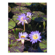 8.5"x11" Water Lilies