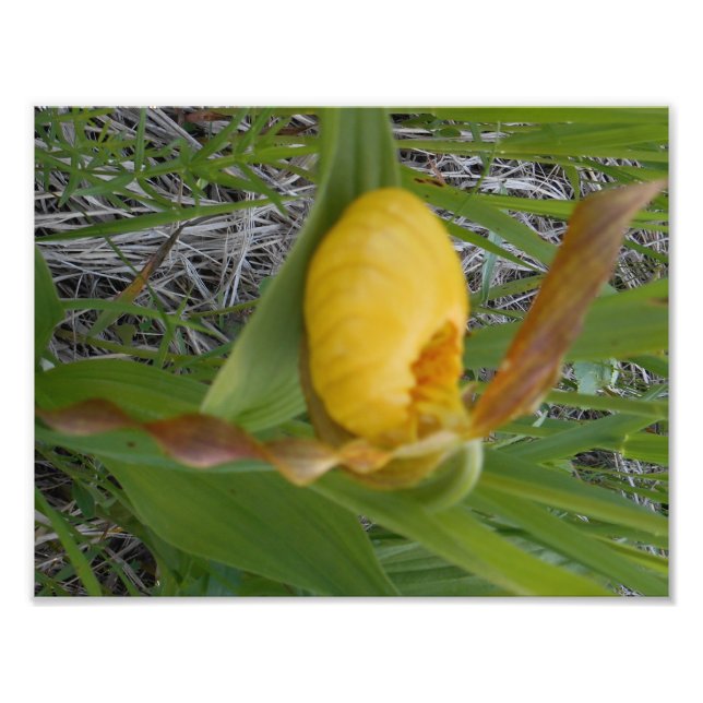 8.5x11 Photo Print (Front)