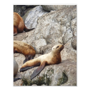 8,5x11 Satin photo d'un lion de mer