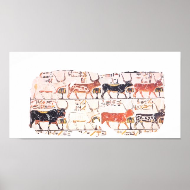 8 cows poster (Front)