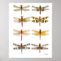8 Dragonflies Poster