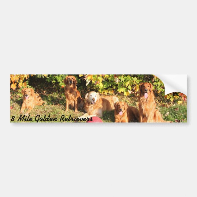 8 Mile Golden Retriever bumper sticker (Front)