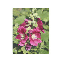 8"x10" Hollyhock
