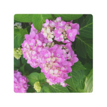 8"x8" Pink Hydrangea