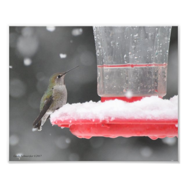 8X10 Anna's Hummingbird in the Snow Photo Print (Front)