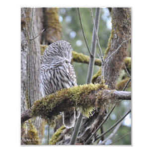 8X10 Barred Owl on a Mossy Branch Photo Print