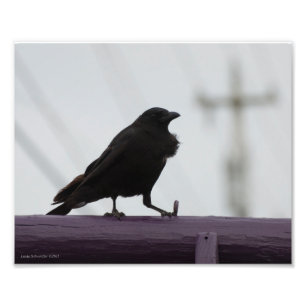 8X10 Crow on Purple Photo Print