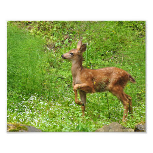 8X10 Little King/Queen of Fawns Photo Print