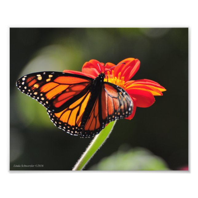 8X10 Monarch Butterfly Photo Print (Front)