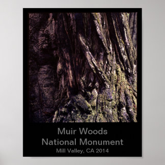 8x10 - Muir Woods National Monument Colour (Dark) Poster