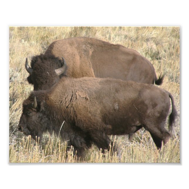 8x10 photo of buffalo (Front)