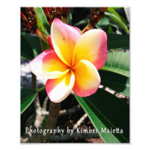 8x10 print- Pink and yellow plumeria