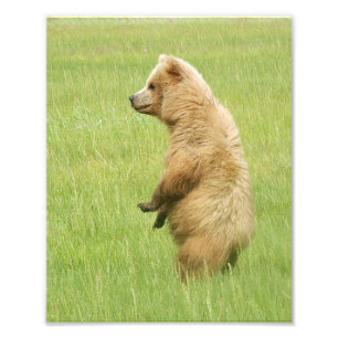 8x10 Satin photo of grizzly bear  cub
