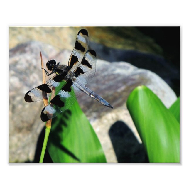8x10 Zebra Dragonfly Photo Print (Front)
