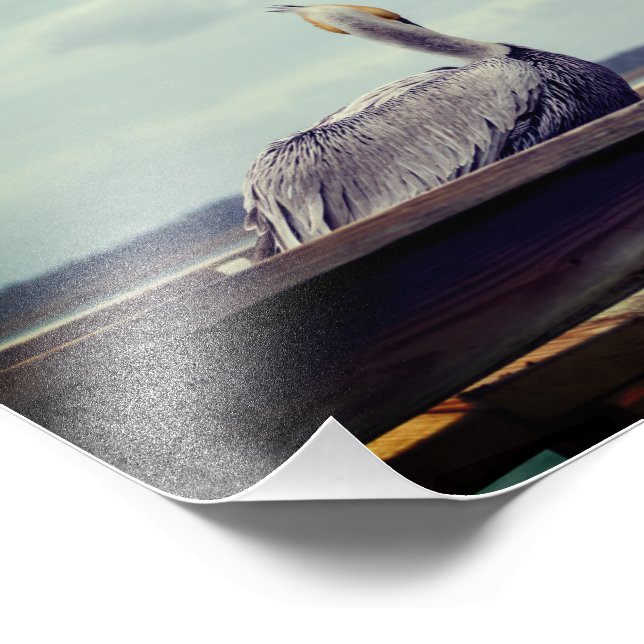 8x12 Photo - "Chillin' Pelican" St. Augustine, FL Print (Corner)