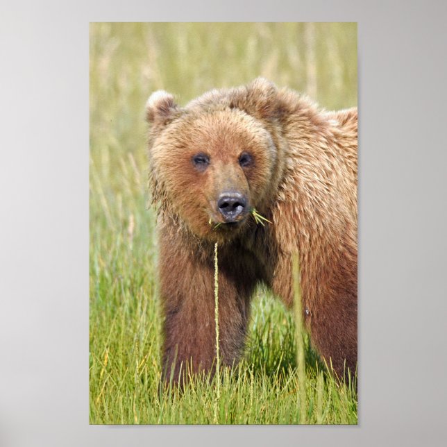 8x12 Poster Paper (Matte) de grizzli (Devant)