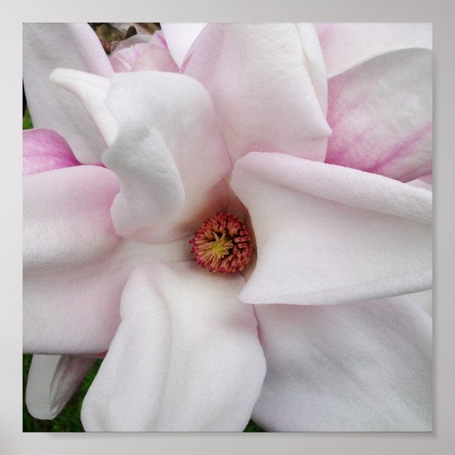 8x8 Magnolia Print (Front)