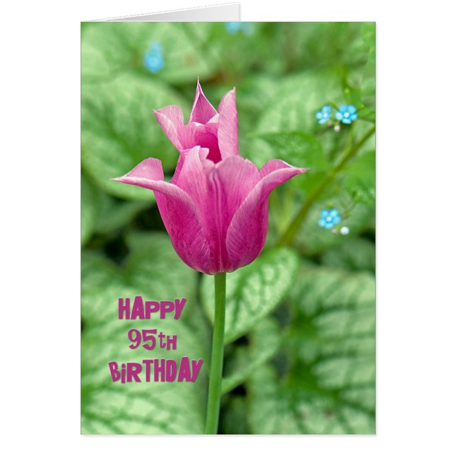 95e anniversaire Tulip (Devant)