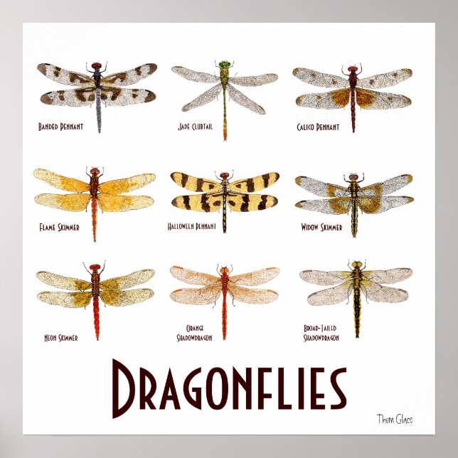 9 Dragonfly Species Poster (Front)