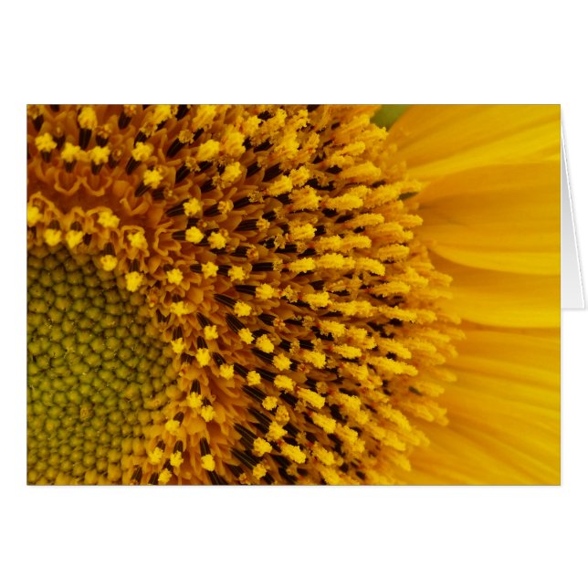 a (Devant horizontal)