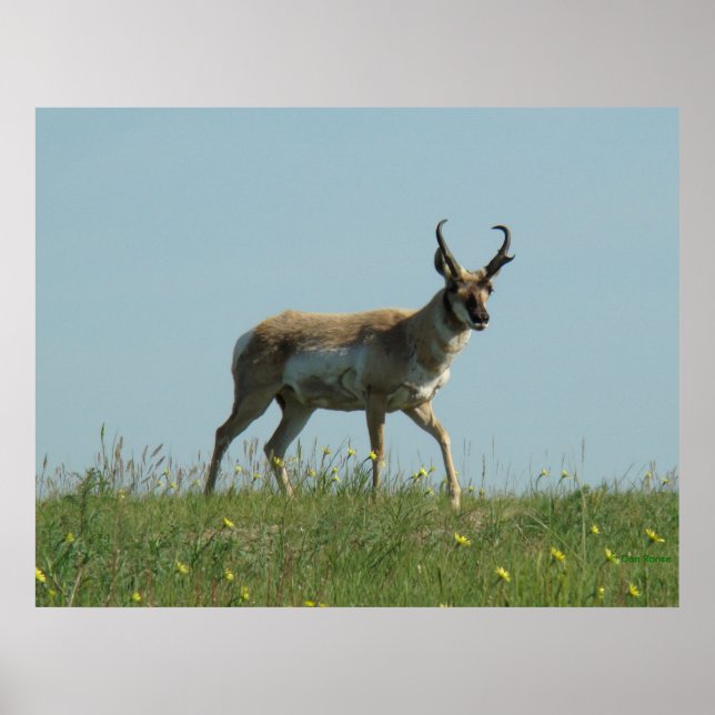 A10 Pronghorn Antelope and Wildflowers Poster (Front)