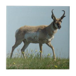 A10 Pronghorn Antelope and Yellow Wildflowers Tile