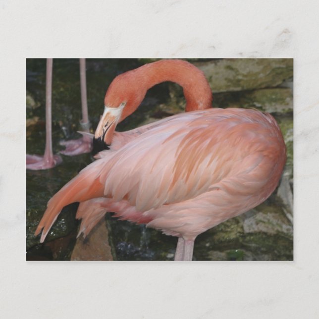 A11 Flamingo Postcard (Front)