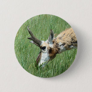 A11 Pronghorn Antelope 2 Inch Round Button