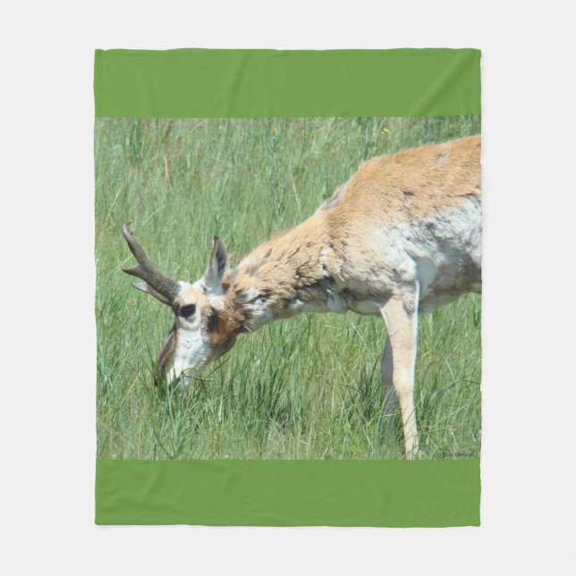 A11 Pronghorn Antelope Buck Grazing Fleece Blanket (Front)