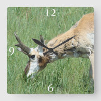 A11 Pronghorn Antelope Buck Grazing