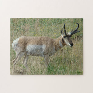 A12 Pronghorn Antelope Buck Jigsaw Puzzle