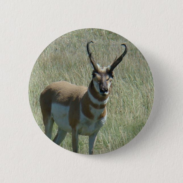 A13 Pronghorn Antelope 2 Inch Round Button (Front)