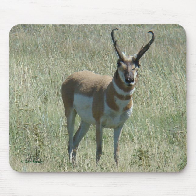A13 Pronghorn Antelope Buck Mouse Pad (Front)