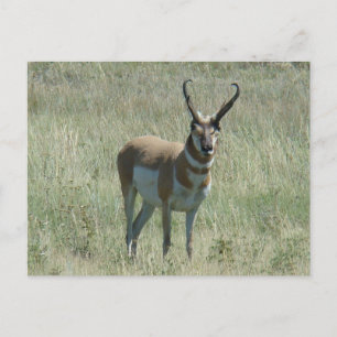 A13 Pronghorn Antelope Buck Postcard