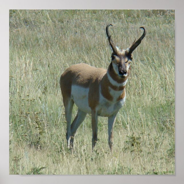 A13 Pronghorn Antelope Buck Poster (Front)