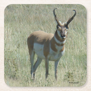 A13 Pronghorn Antelope Buck Square Paper Coaster