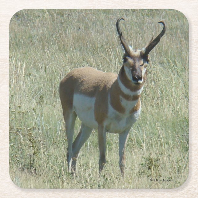 A13 Pronghorn Antelope Buck Square Paper Coaster (Front)