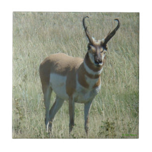 A13 Pronghorn Antelope Buck Tile
