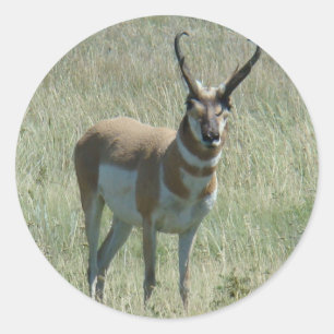A13 Pronghorn Antelope Classic Round Sticker