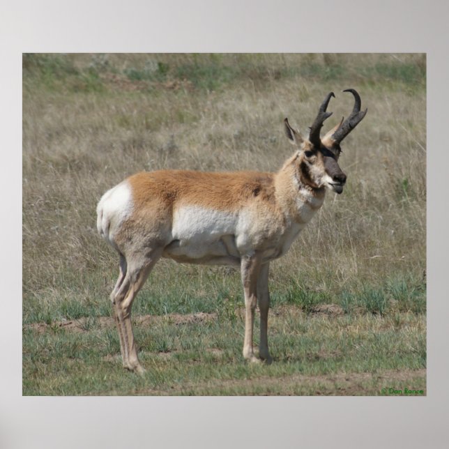 A15 Pronghorn Antelope Rude Buck Poster (Front)