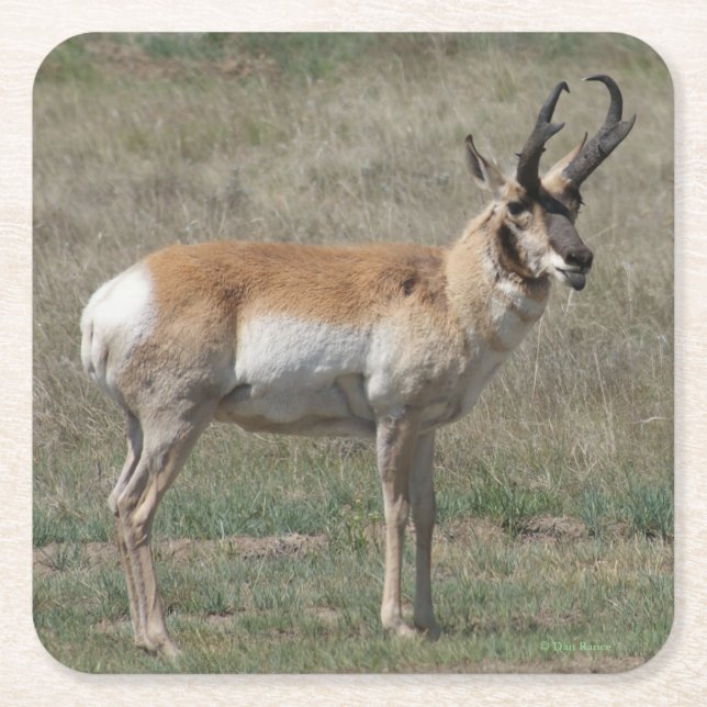 A15 Pronghorn Antelope Rude Buck Square Paper Coaster (Front)