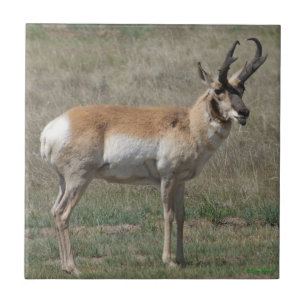 A15 Pronghorn Antelope Rude Buck Tile