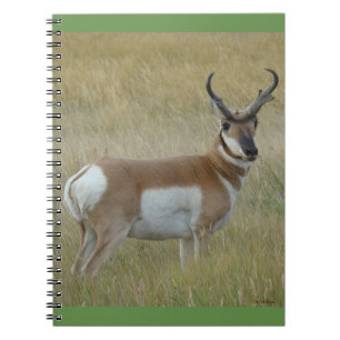 A1 Pronghorn Antelope Big Buck Notebook