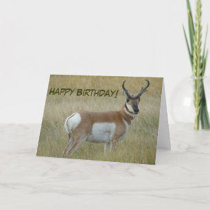 A1 Pronghorn Antelope Buck Card